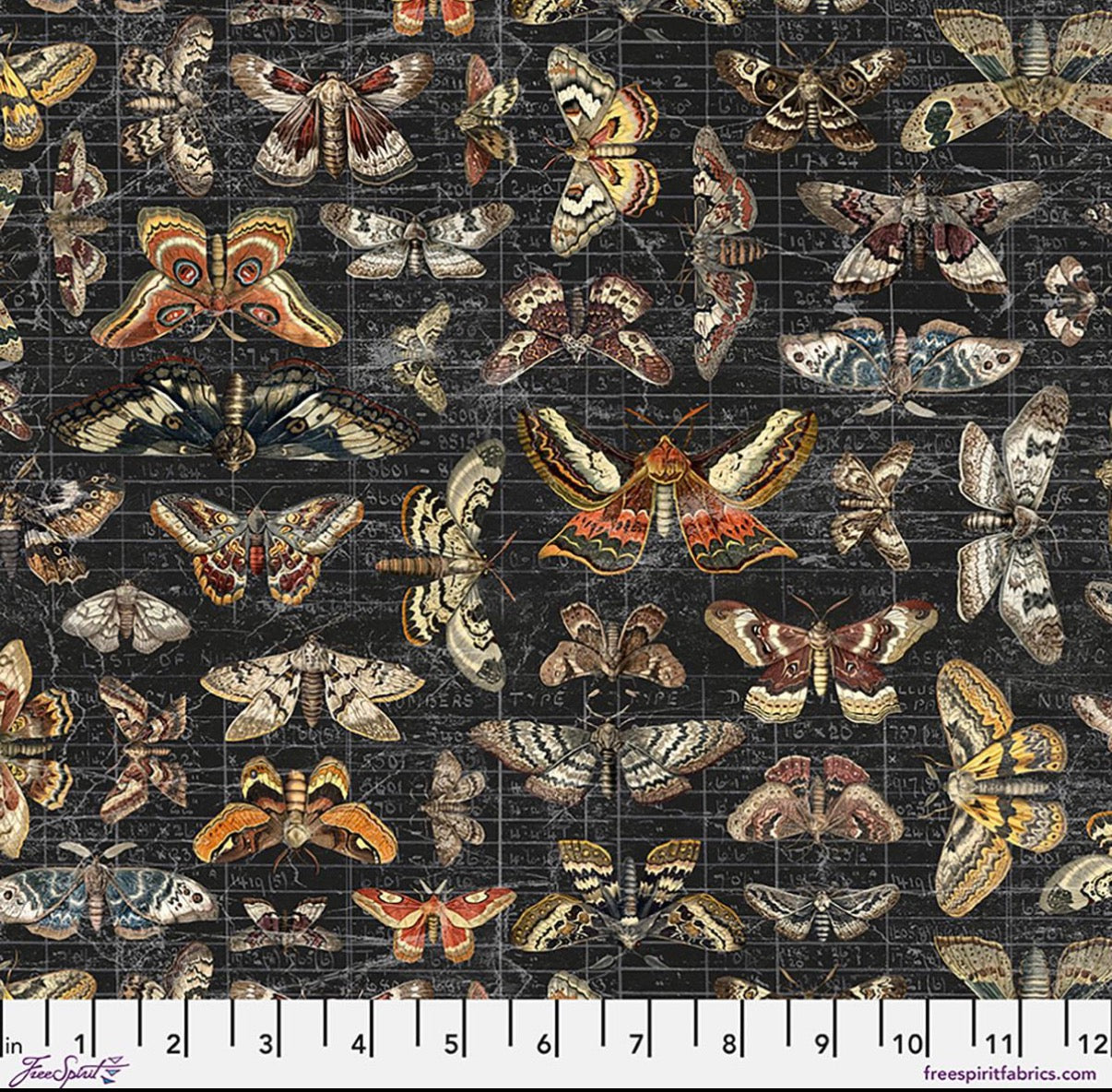 Halloween Moth Study (Canvas) | Tim Holtz Eclectic Elements | Palette Canvas Cloth
